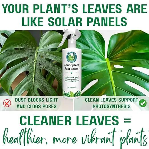 Houseplant Leaf Shine Spray – All-Natural Leaf Cleaner and Gloss for Healthy Shine & Better Photosynthesis | Perfect for House Plants and Foliage | 8 oz by GreenHaven Gardens