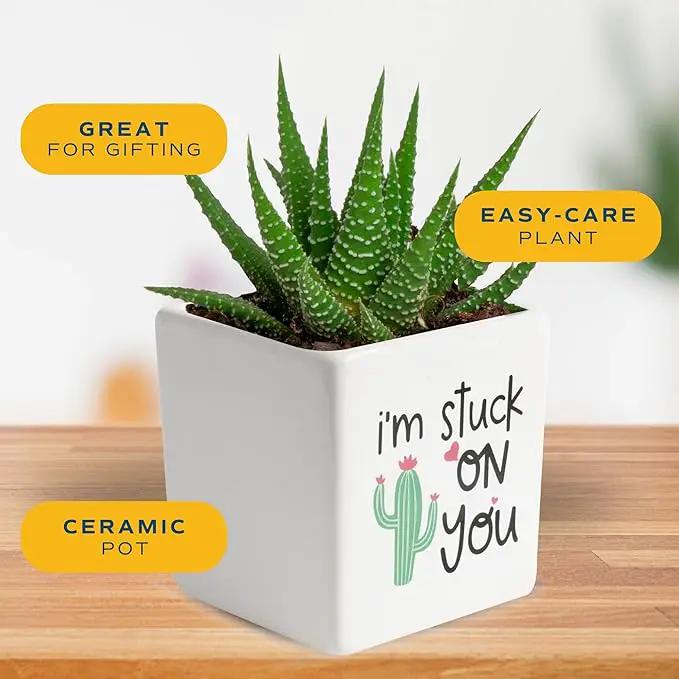 Costa Farms Haworthia Live Plant, Succulent Houseplant in Cute Decor Succulents Plant Pot, Potting Soil, Live Plants Desk Décor, Birthday, Valentine's Day Gift, Small Tabletop Size, Room Décor by GreenHaven Gardens