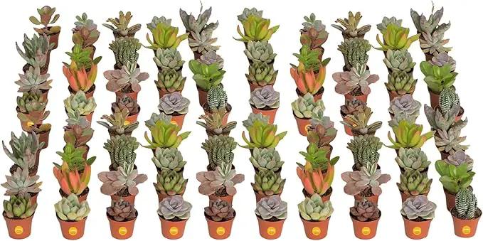Costa Farms Succulents (100 Pack), Live Mini Succulent Plants, Grower's Choice Live Houseplants, Potted in Nursery Plant Pots, Potting Soil, Gift for Bulk Baby Shower, Bridal Shower, DIY Room Decor by GreenHaven Gardens