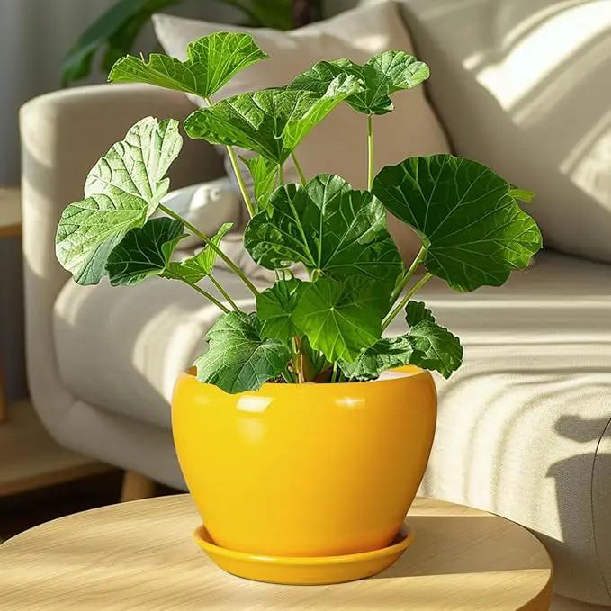 8 Inch Plant Pot - Glaze Modern Round Ceramic Planter for Indoor Outdoor Plants with Drainage Hole and Saucer for Home Patio Room Office Decor, Yellow by GreenHaven Gardens