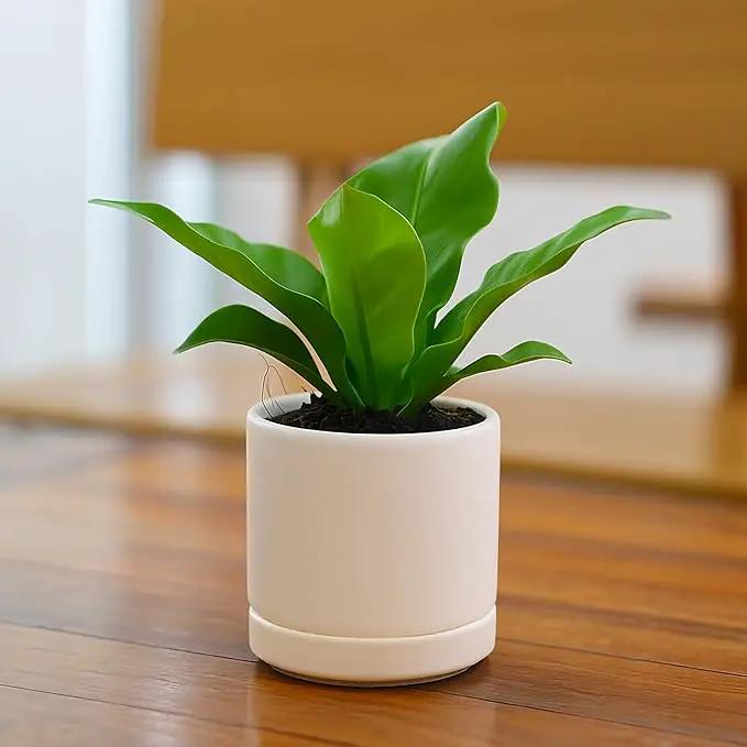 D'vine Dev Set of 2 Plants Pots, 3.5 Inch Ceramic Planter Pot for Plants with Drainage Hole and Saucer, Oatmeal, 94-V-A-8 by GreenHaven Gardens