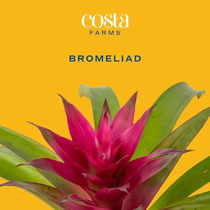 Costa Farms Bromeliad, Flowering Live Indoor Plant in Modern Flower Pot, Houseplant with Flowers in Potting Soil, Grower's Choice, New House Gift, Home or Room Decor, 20-Inches Tall by GreenHaven Gardens
