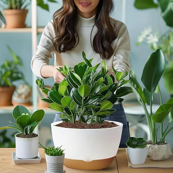 8/10/12 Inch Pots for Indoor Plants, Large Self Watering Planters with Drainage and Saucers, Plastic Outdoor Flower Pot, Set of 3, White by GreenHaven Gardens