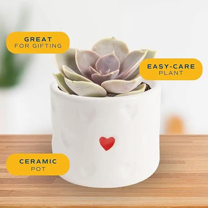 Costa Farms Succulent Plant, Live Indoor Plant Mini Succulent in Cute Decor Plant Pot, Potting Soil Mix, Grower's Choice, Valentine's Day Gift, Valentine Decor, Room Decor, 2-Inches Tall by GreenHaven Gardens