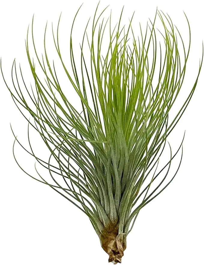 Air Plants - Tillandsia Andreana, Large 4-6" - 5ct - Live Arrival Gauranteed - House Plants for Home Decor & Gift by GreenHaven Gardens