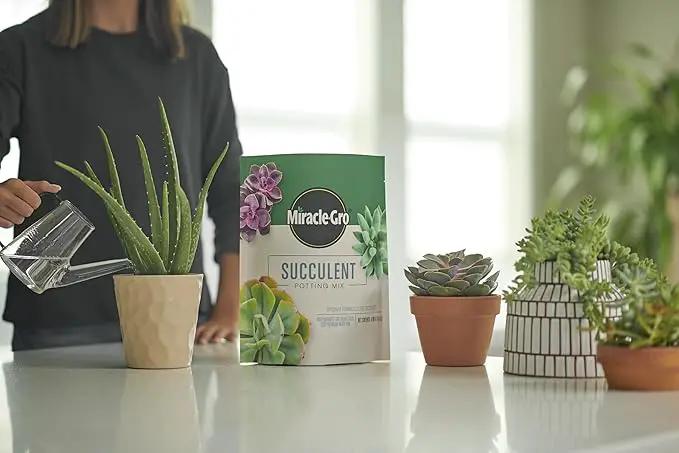 Miracle-Gro Succulent Potting Mix, for Indoor Succulents, Aloe Vera and More, Made with Miracle-Gro Plant Food, 4 qt. (3-Pack) by GreenHaven Gardens