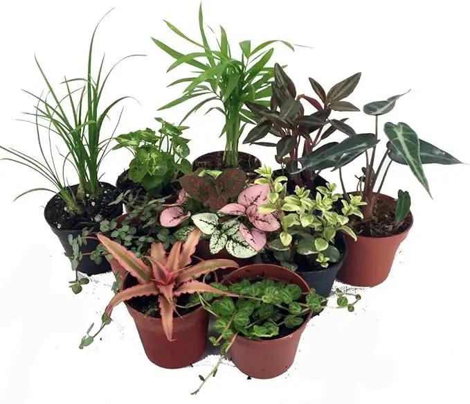 Terrarium & Fairy Garden Plants - 10 Plants in 2" pots by GreenHaven Gardens