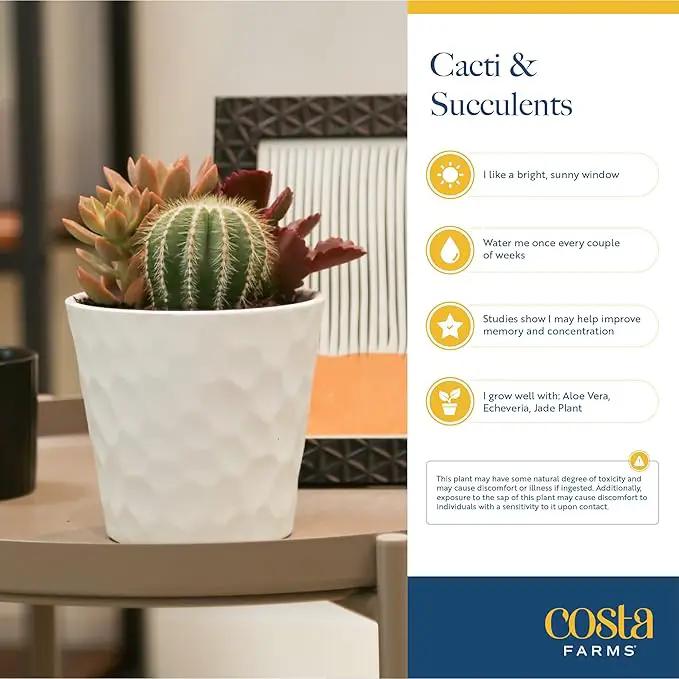 Costa Farms Haworthia Live Plant, Succulent Houseplant in Cute Decor Succulents Plant Pot, Potting Soil, Live Plants Desk Décor, Birthday, Valentine's Day Gift, Small Tabletop Size, Room Décor by GreenHaven Gardens