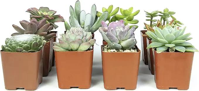 Altman Plants, Live Succulents Plants Live Houseplants (12PK), Succulents Live Plants Live House Plants Indoors Live, Live Cactus Plants Live Cacti Succulent Plants Live Indoor Plants Live Houseplants by GreenHaven Gardens