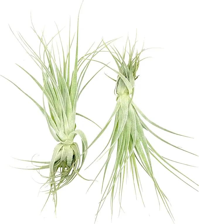 Live Air Plant - Tillandsia Gardneri 5-7” - ragnaroc Rare Collectors Indoor Tropical Plant - Live Arrival Guaranteed - House Plants for Home Decor & Gift by GreenHaven Gardens