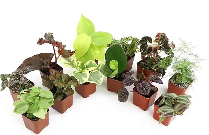 Altman Plants Live Houseplants (12PK), Indoor Plants for Delivery Prime, Live Plants and Gardening Gifts for Plant Lovers, Planters for Indoor Plants with Potting Soil, Live House Plants Indoors Live by GreenHaven Gardens