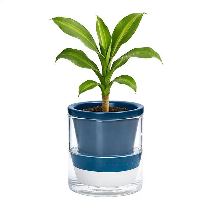 D'vine Dev 4 Inch Design Self Watering Planter for Indoor Plants, Blue Terracotta Pot with Cylinder Glass Cup, 37-X-A-4 by GreenHaven Gardens