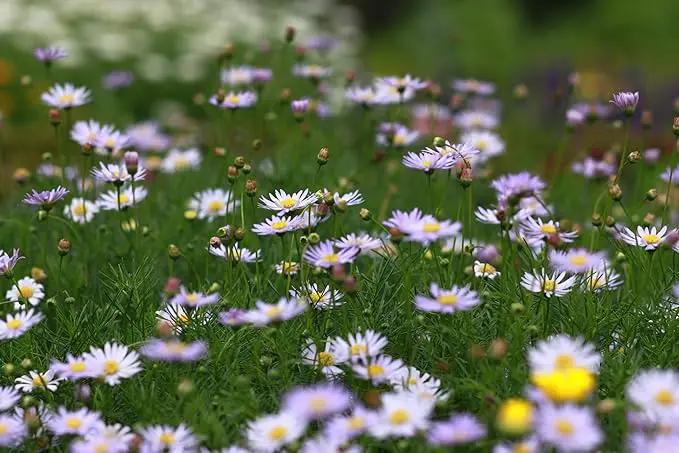 Black Duck Set of 500 Flower Seed Packets! Flower Seeds in Bulk - Best Value Seeds - Great for Classrooms, Beginner Gardeners and Kids! - Deluxe Varieties! (500) by GreenHaven Gardens