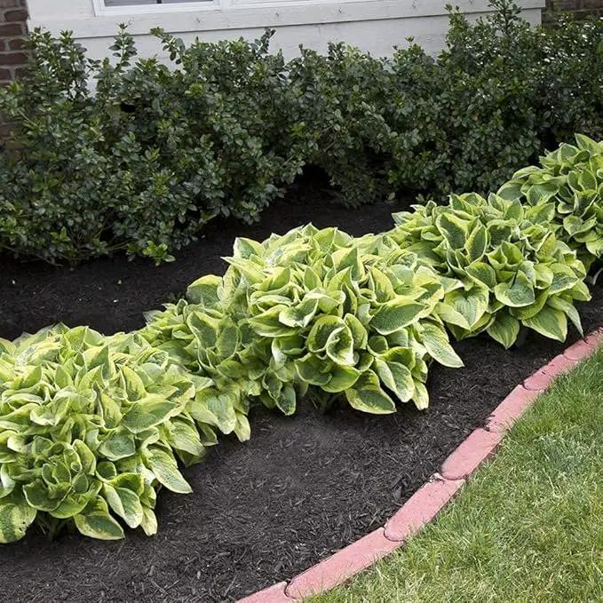 Amazing Deal - 24 Hosta Bare Roots Plants w/Planting Shovel - Mixed Heart-Shaped, Rich Green Foliage, Attracts Butterflies, Hummingbirds & Pollinators, Low Maintenance & Extremely Hardy - Zones 3–9 by GreenHaven Gardens