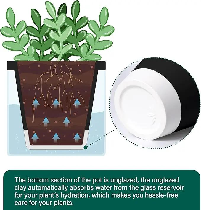 D'vine Dev 4 Inch Design Self Watering Planter for Indoor Plants, Black Terracotta Pot with Cylinder Glass Cup, 37-X-A-3 by GreenHaven Gardens
