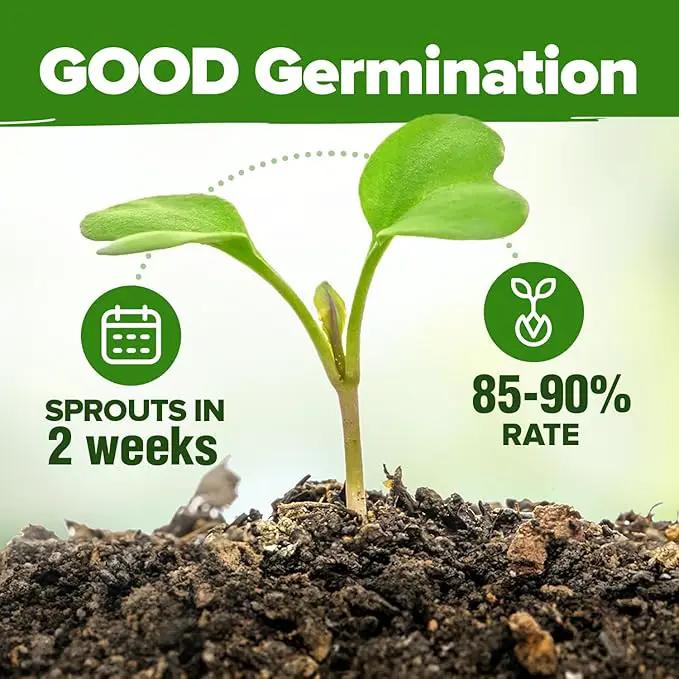 HOME GROWN 20 Herb Seeds for Planting 6,000+ Non-GMO Heirloom Seeds | Extra Large Variety Pack Herb Kit – Indoor Outdoor & Hydroponic | Culinary Seed Set | Grow Your Own Herbs | Gardening Gift by GreenHaven Gardens