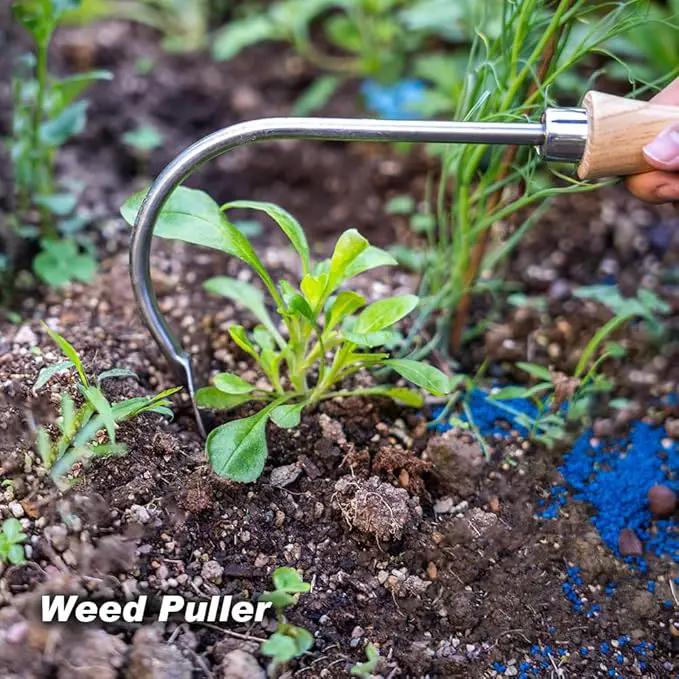 Berry&Bird Weed Puller Tool, Crack Weeder Cultivator Garden Hand Tools, Durable Curved Head Hook & Wooden Handle, Garden Digging, Edging, Planting Remover Tool for Patio Lawn Yard Moss Terrace Paving by GreenHaven Gardens