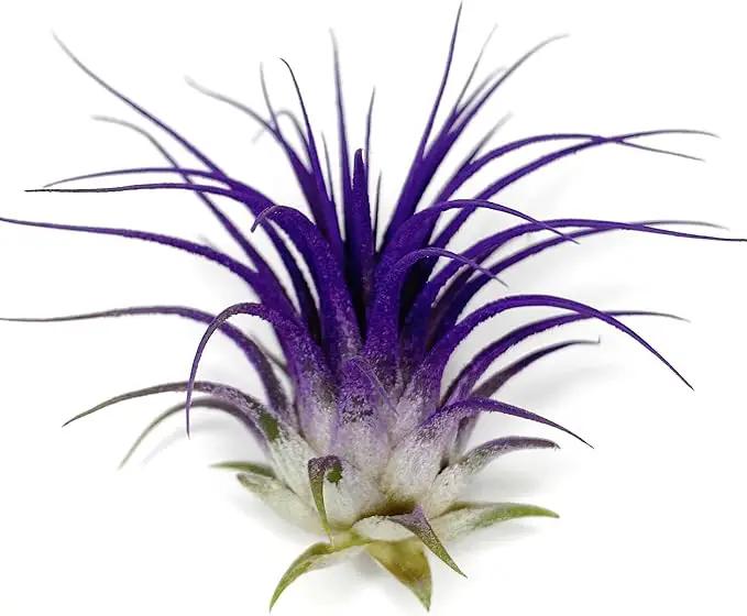 Ionantha Guatemala Tillandsia Air Plant, Guatemala Tillandsia Live Airplant, Healthy Arrival Guaranteed, Great Indoor Plant, Home Decor & Gift (Purple) by GreenHaven Gardens