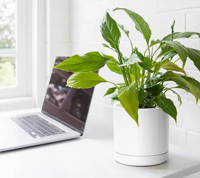 D'vine Dev 4.7 Inch & 6 Inch Ceramic Planter Pots for Plants with Drainage Hole and Saucer, Small Plant Pots Set, White, 94-G-S-1 by GreenHaven Gardens
