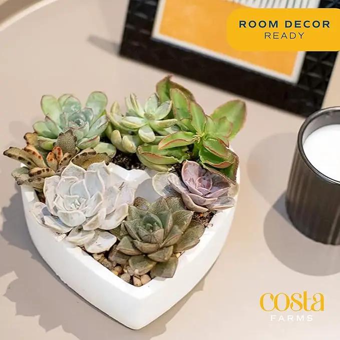 Costa Farms Mini Succulent DIY Heart Kit Fully Rooted, 2-inch Live Indoor Plant, 4-Inches Tall, Heart Frame DIY Kit| Valentines Day Gift | Valentines Day Decoration by GreenHaven Gardens