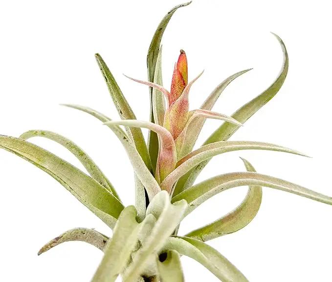 Air Plants - Flowering Tillandsia Harrisii, Large 3-5" - 3ct - Live Arrival Guaranteed - House Plants for Home Decor & Gift by GreenHaven Gardens