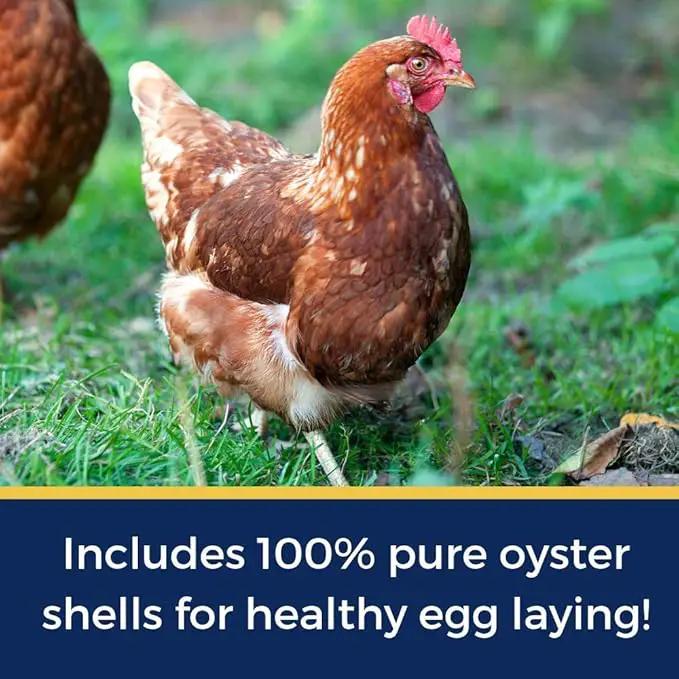 Pampered Chicken Mama Best Eggs Ever! Nesting Herbs for Chickens (10 Ounces) Calcium Supplement for Chickens | Chicken Feed Supplies, Hen Treats for Coops by GreenHaven Gardens