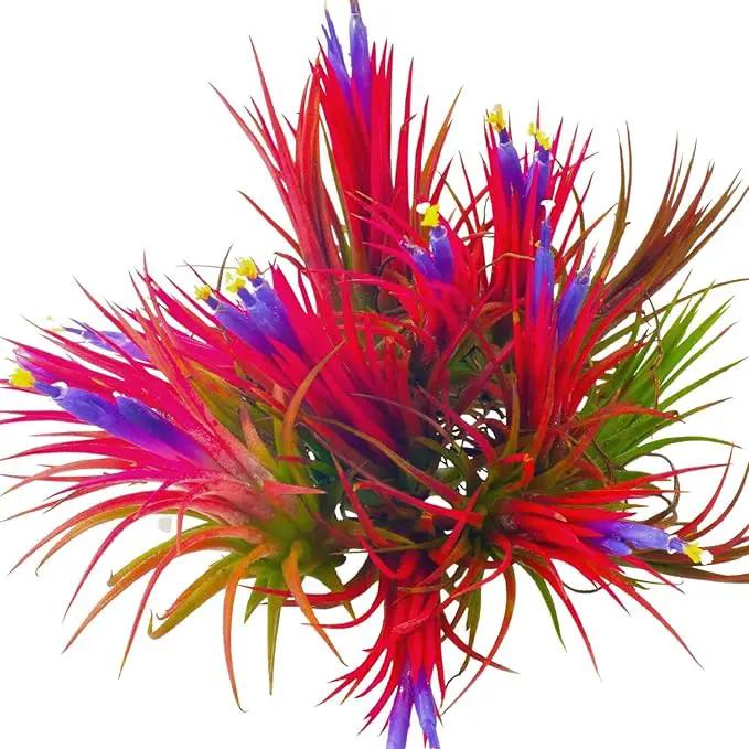 Tillandsia Plants, Red Tillandsia Air Plants Live, Combo 15 Succulents Plant Live, House Plant Indoor Outdoor, 2 Inc Tall by GreenHaven Gardens