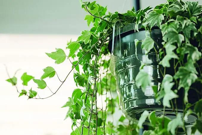 Curtis Wagner Plastics Hanging Basket Drip Pans (5-Pack) | Clear, Round (Diameter = 6.25" Base, 8" Top, 3.5" Depth) Hanging Plant Tray Saucer with Built-in Hooks & Water Catcher for Indoor & Outdoor by GreenHaven Gardens