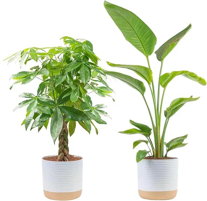 Costa Farms Live Plants (2-Pack), Money Tree and Bird of Paradise, Easy to Grow Large Indoor Outdoor Houseplants in 10-Inch Plant Pots, House Plant Gift, Office, Living Room, Home Decor by GreenHaven Gardens
