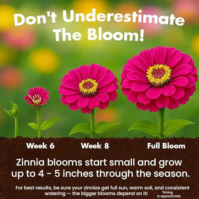NatureZ Edge Zinnia Seeds for 2025 Planting Outdoors, Over 550 Flower Seeds, 4g, Non GMO Made in USA, Bulk Semillas De Flores para Sembrar, Dahlia Mix, Easy to Grow Zinnia Seed Mix by GreenHaven Gardens