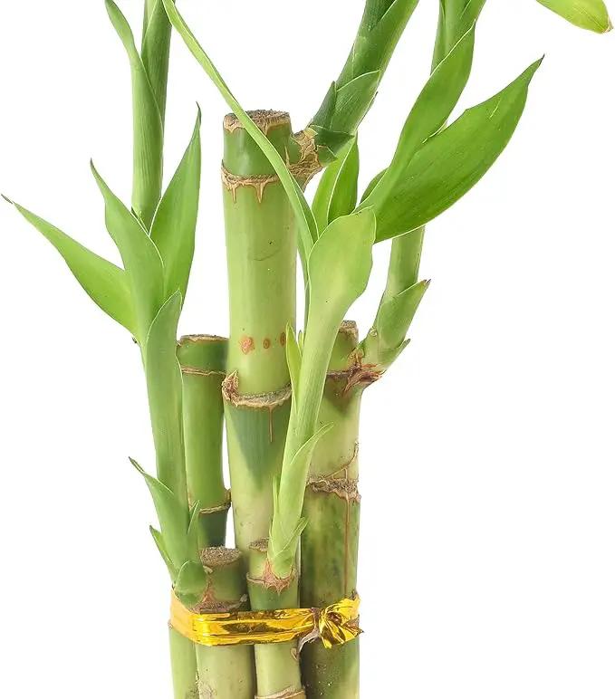 Arcadia Garden Products LV24 5-Stem Lucky Bamboo, Live Indoor Plant in Aged Wood Planter for Home, Work, or Gift, Medium ***Cannot Ship to Hawaii*** by GreenHaven Gardens