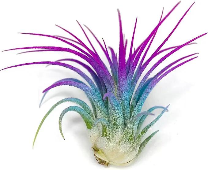 Ionantha Guatemala Tillandsia Air Plant, Guatemala Tillandsia Live Airplant, Healthy Arrival Guaranteed, Great Indoor Plant, Home Decor & Gift (Rainbow) by GreenHaven Gardens