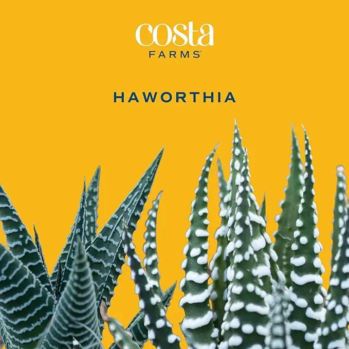 Costa Farms Mini Haworthia Succulent Fully Rooted Live Indoor Plant 6-Inches Tall, in Kokedama Ball| Valentines Day Gift | Valentines Day Decoration by GreenHaven Gardens