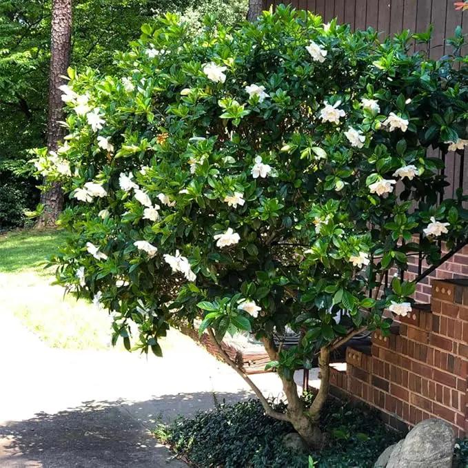 Gardenia Veitchii - Everblooming - Gardenia Jasminoides. Fragrant Evergreen Shrub with Glossy Foliage and Pure White Blooms, Perfect for Pots, Borders, or Gardens (2 Gardenia Veitchii Plants in Sac) by GreenHaven Gardens
