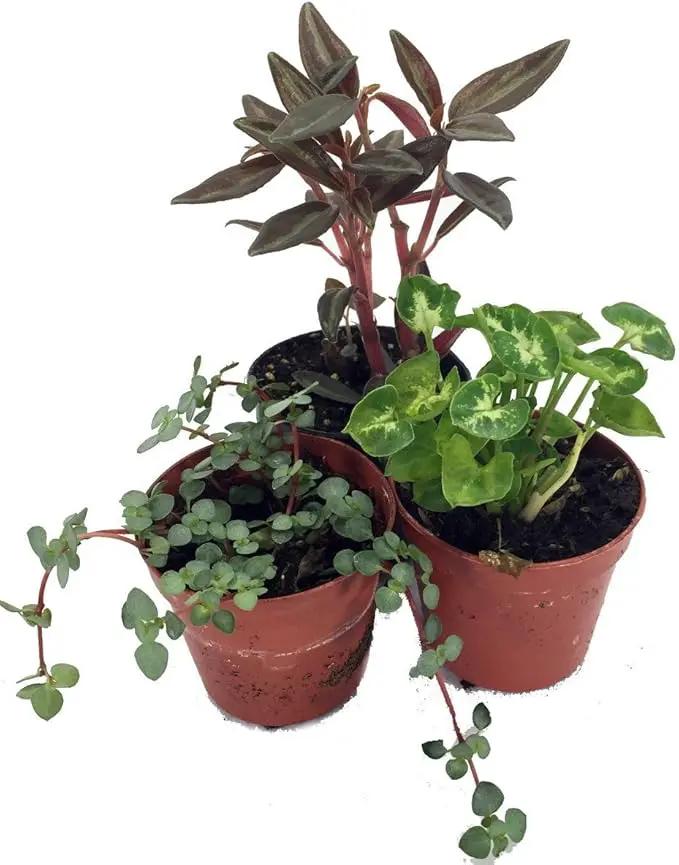 Terrarium and Fairy Garden Plants - 3 Plants in 2 inch pots by GreenHaven Gardens