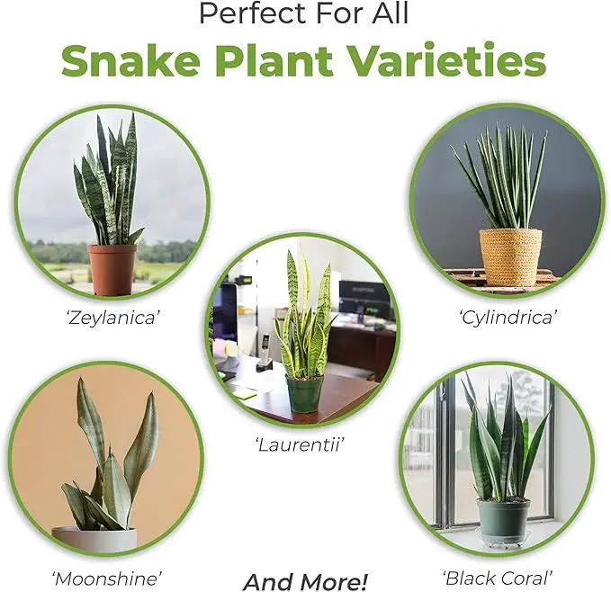 Perfect Plants Organic Snake Plant Soil in 4qt. Bag | Coco Coir Based Potting Mix Snake Plant Varieties by GreenHaven Gardens
