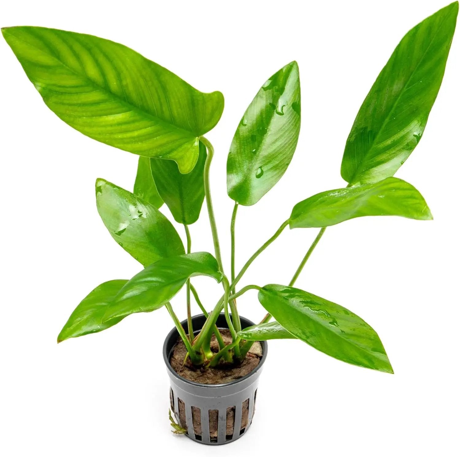 Live Plants – Anubias Hastifolia (Anubias hastifolia) – Low to Moderate Light, Medium to Dark Green Arrow-Shaped Leaves, Midground to Background Tank Placement - Pot, 3 Pack by GreenHaven Gardens