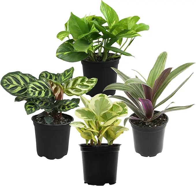 Essential Houseplant Collection (4PK) Live Plants Indoor Plants Live Houseplants in Plant Pots, Easy House Plants Indoors Live, Snake Plant, Pothos in Potting Soil, Clean Air Plants by Plants for Pets by GreenHaven Gardens