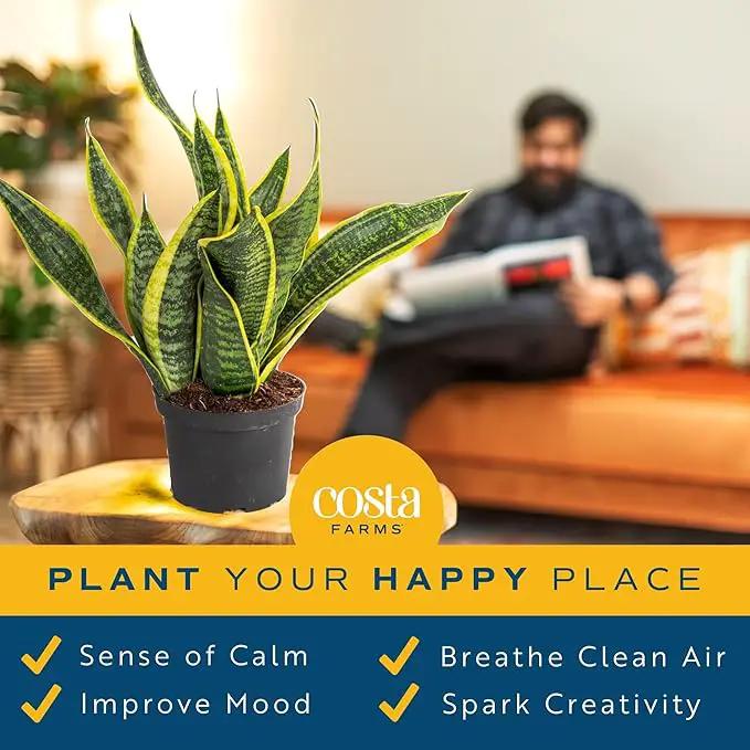 Costa Farms Sansevieria Grower's Choice Snake Live Indoor Plant, 12-Inches Tall, Grower Pot by GreenHaven Gardens