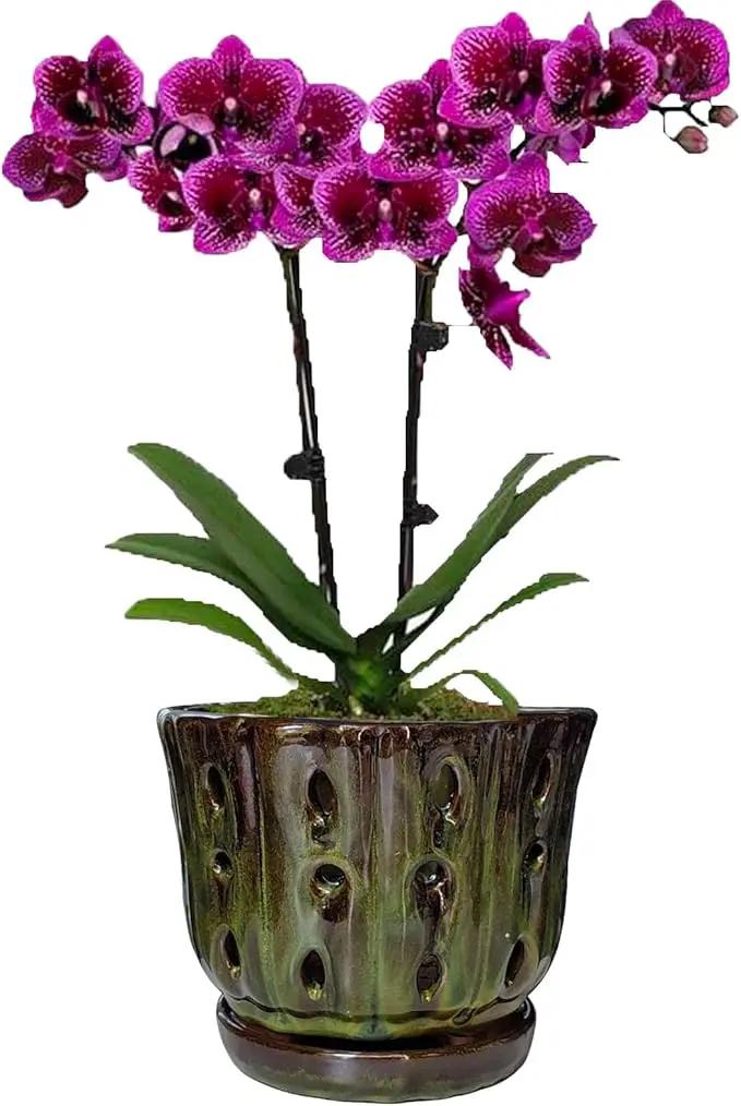 Ceramic Orchid Pots with Attached Saucer and Drainage Hole 6'' Orchid Planter (mossgreen) by GreenHaven Gardens