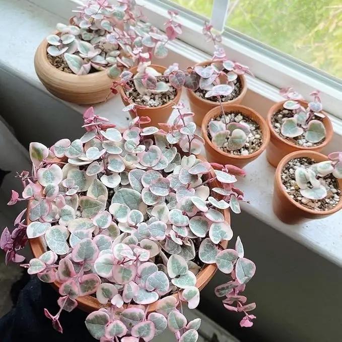 Terracotta Pots 4 inch, Pack of 12 Clay Pots for Plants, Small Terracotta Pots with Drainage Holes and Saucers, Mini Nursery Plant Pots for Succulents, Cactus, Indoor,Outdoor by GreenHaven Gardens