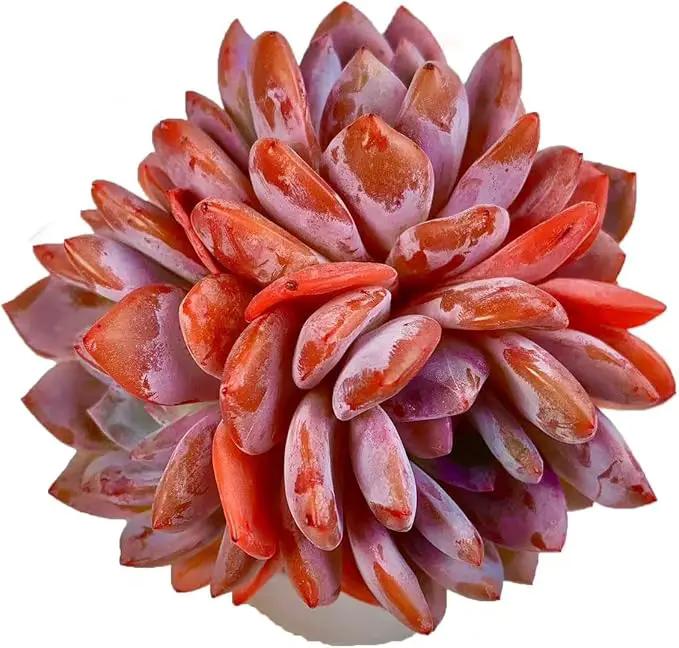 FWPP Succulent Plants Live Echeveria Orange Monroe,3-4 Head 3.5 inches Pink Mini Plants,Bare Root Without Pot Soil Live Plants,Wedding Garden Indoor House Baby Shower Decor Friend Plant Lover Gift by GreenHaven Gardens