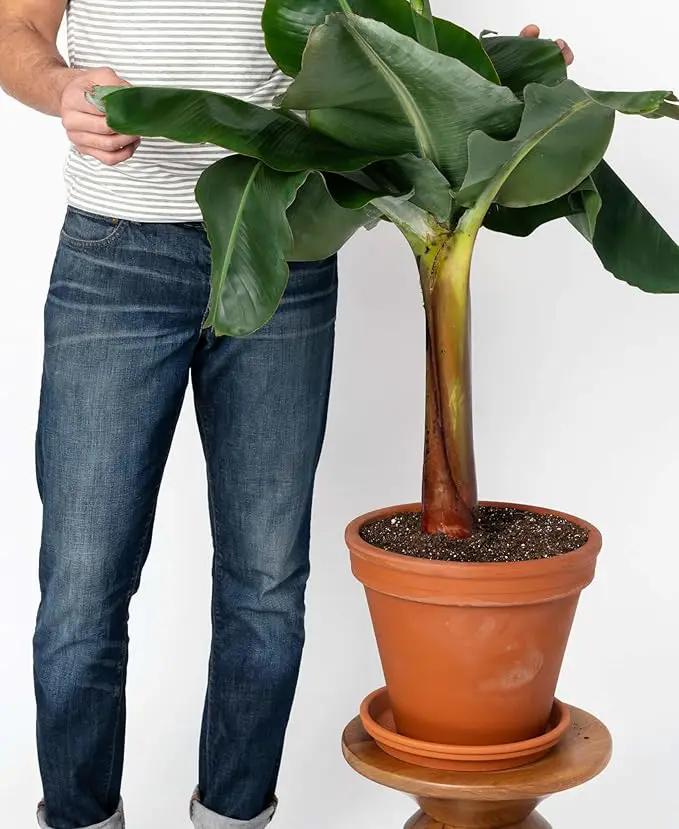 Banana Tree Potting Soil - Professional Grade Mix for Growing Delicious Bananas - Enhanced with Essential Nutrients for Bountiful Harvests (3 Quart) by GreenHaven Gardens