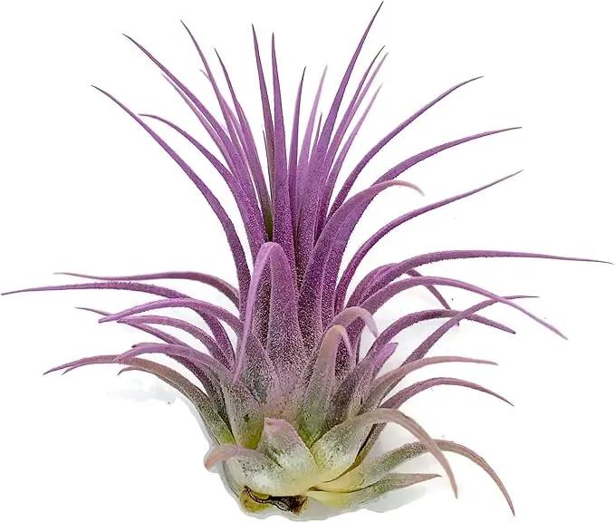Ionantha Guatemala Tillandsia Air Plant, Guatemala Tillandsia Live Airplant, Healthy Arrival Guaranteed, Great Indoor Plant, Home Decor & Gift (Lavender) by GreenHaven Gardens