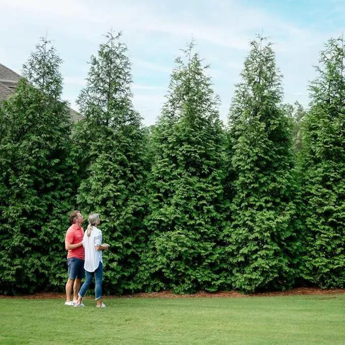 Brighter Blooms - Thuja Green Giant, 4-5 Feet - Live Plant - No Shipping to AK, AZ, HI, OR by GreenHaven Gardens