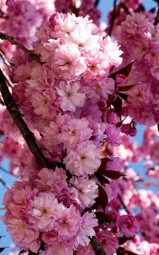 Live Kwanzan Cherry Blossom Tree – 8-12" Tall, Ornamental Pink Flowers by GreenHaven Gardens