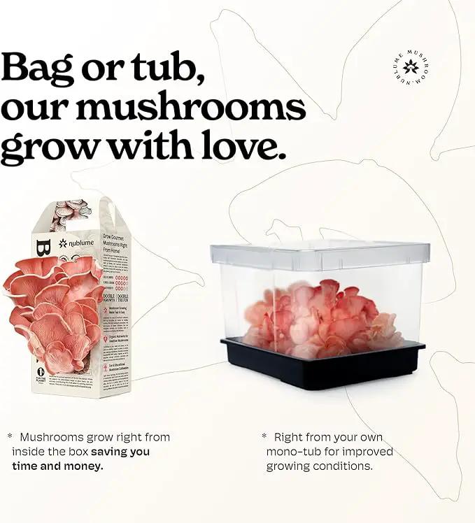 Pink Oyster Mushroom Grow Kit, Grow Your Own Fresh Gourmet Mushrooms at Home, Includes Instructions and Recipes (Pink Oyster) by GreenHaven Gardens
