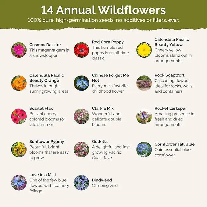 Eden Brothers Fairytale Flower Mixed Seeds for Planting, 1 lb, 480,000+ Seeds with Calendula, Cosmos Dazzler, Cornflower | Attracts Pollinators, Plant in Spring or Fall, Zones 3, 4, 5, 6, 7, 8, 9, 10 by GreenHaven Gardens