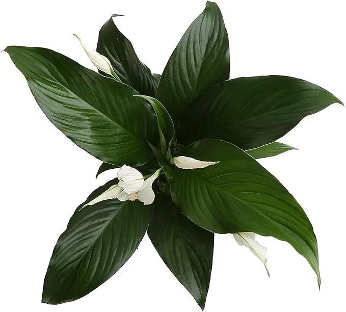 Costa Farms Spathiphyllum Peace Lily Live Indoor Plant in in Premium Scheurich Ceramic Planter, 15-Inch by GreenHaven Gardens