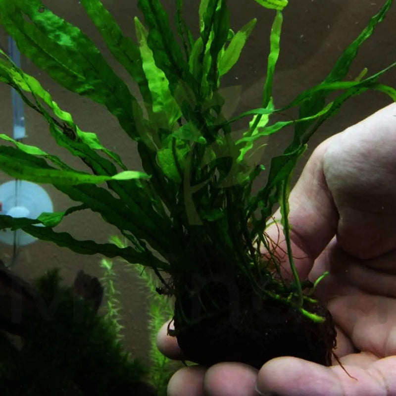 Java Fern Planted on Driftwood Microsorum Pteropus Freshwater Easy Low Light Live Aquarium Plant Decorations 3 Days Guarantee by Mainam by GreenHaven Gardens